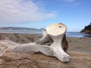 Mahia - Lake Waikaremoana - Gisborne-003